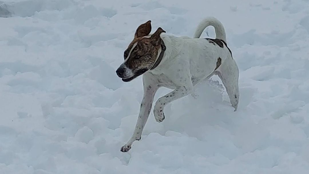 Bowie, a Adoptable mixed breed in Salt Lake City, UT image 4/12