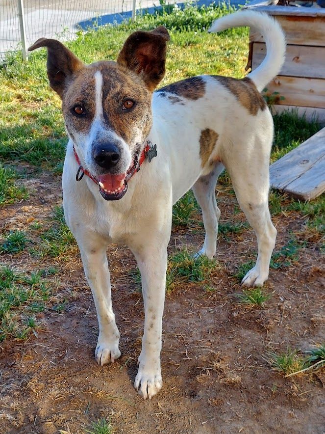 Bowie, a Adoptable mixed breed in Salt Lake City, UT image 5/12