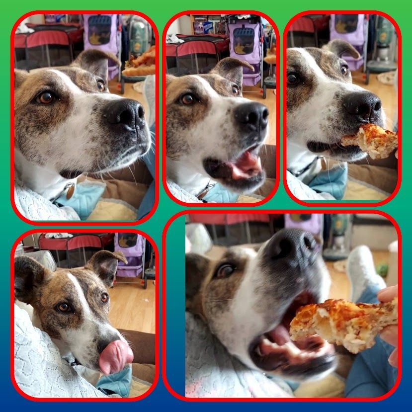 Bowie, a Adoptable mixed breed in Salt Lake City, UT image 6/12