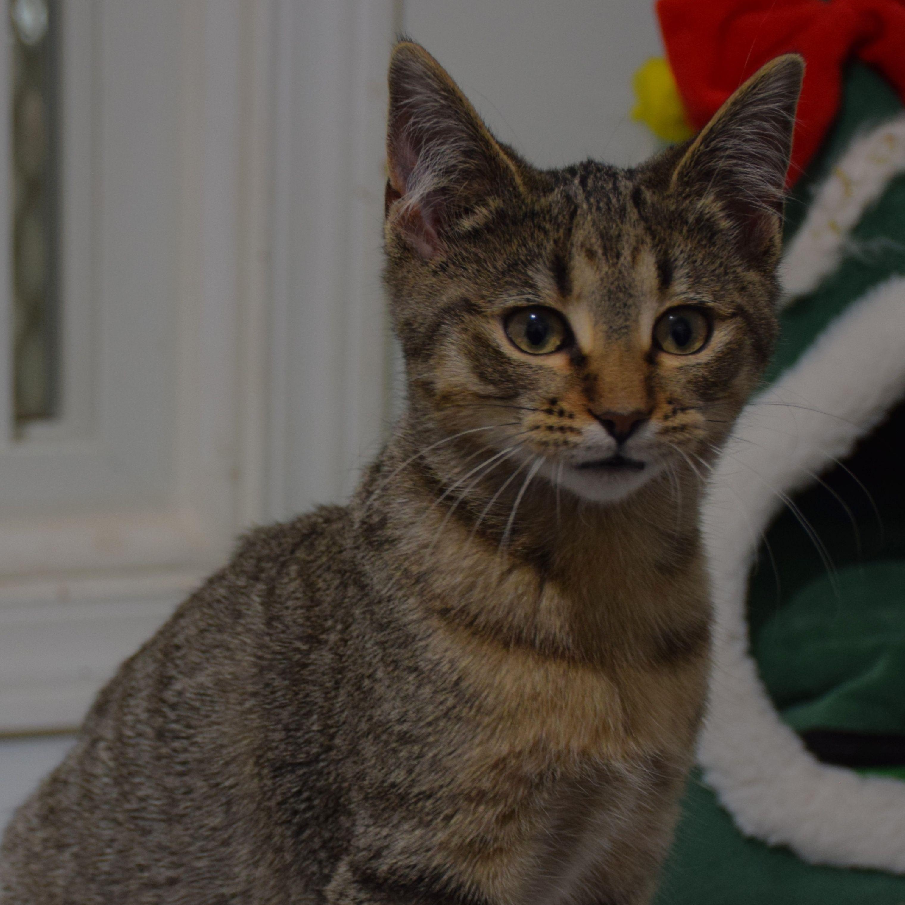 Zuzu, ADOPTABLE, Young Female Tabby.