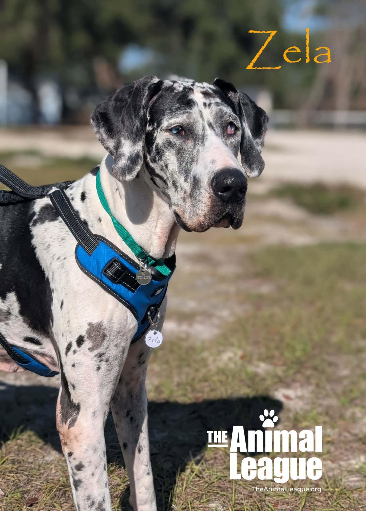 Enlarge Zela, a ADOPTABLE Great Dane in Clermont, FL image 1/5