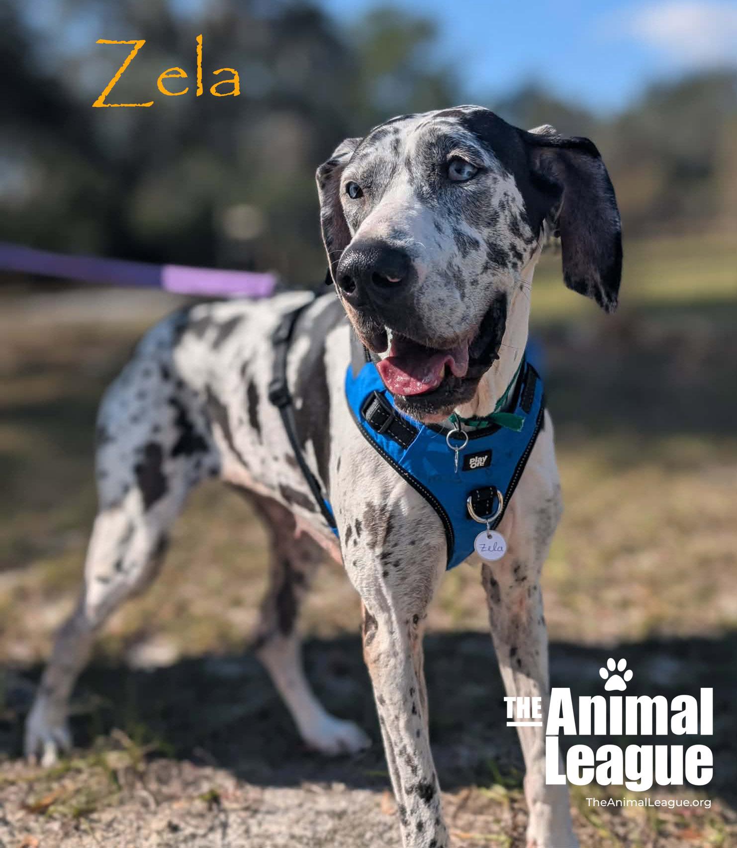 Enlarge Zela, a ADOPTABLE Great Dane in Clermont, FL image 5/5