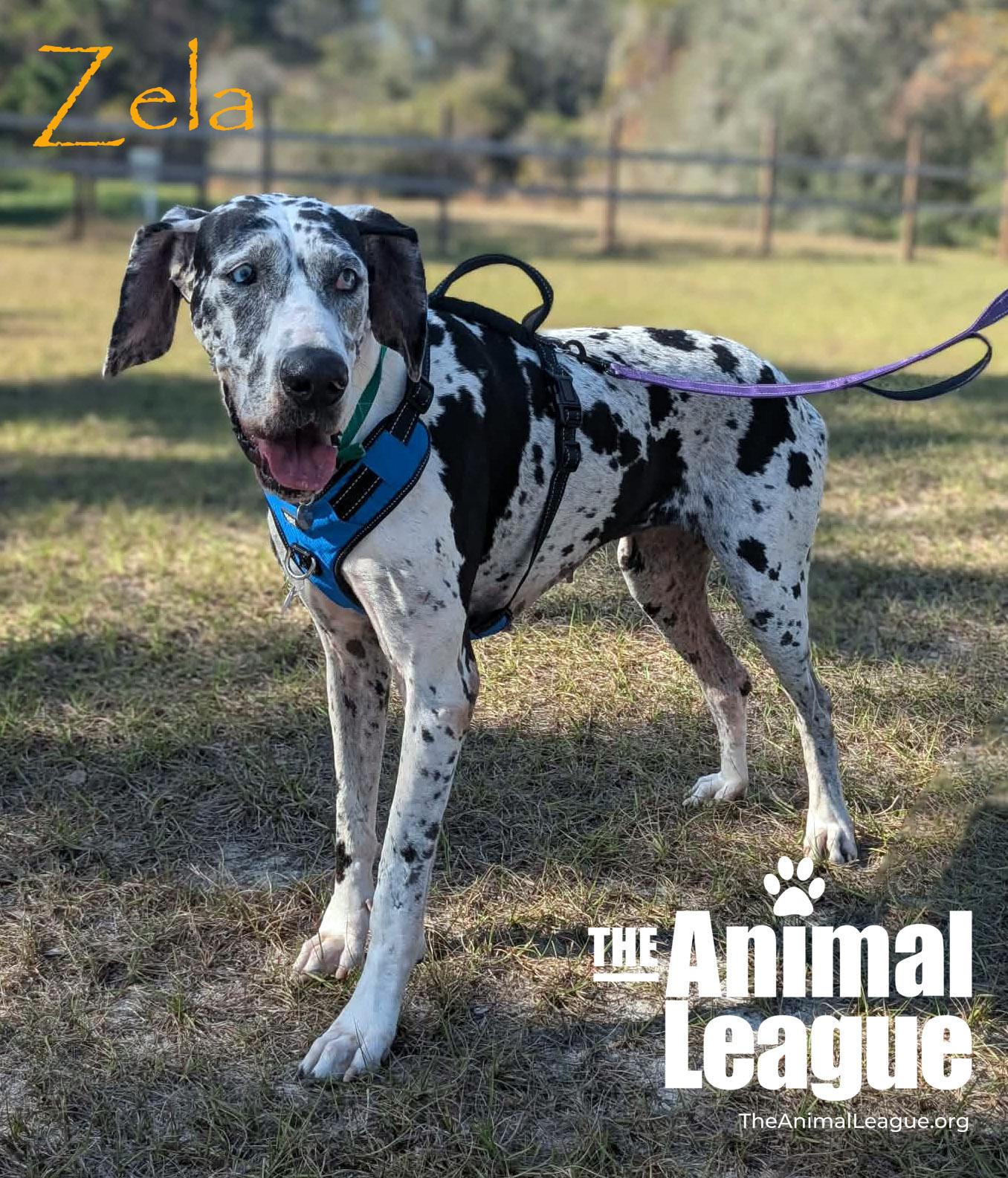 Enlarge Zela, a ADOPTABLE Great Dane in Clermont, FL image 2/5
