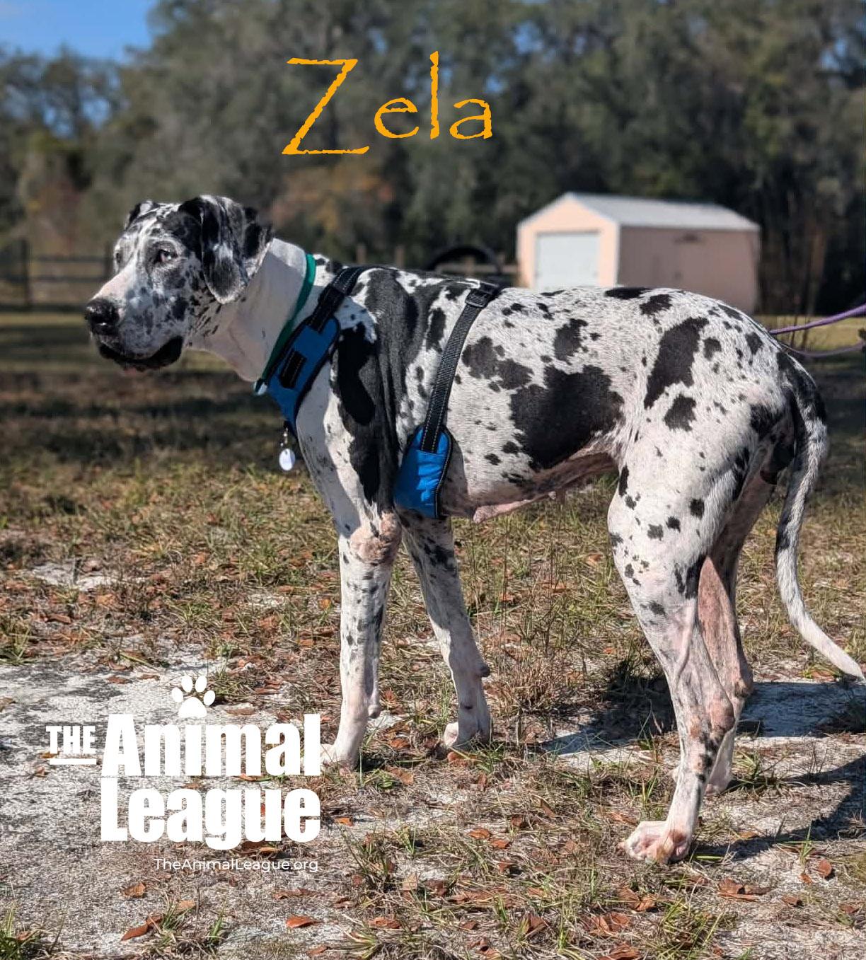 Enlarge Zela, a ADOPTABLE Great Dane in Clermont, FL image 3/5