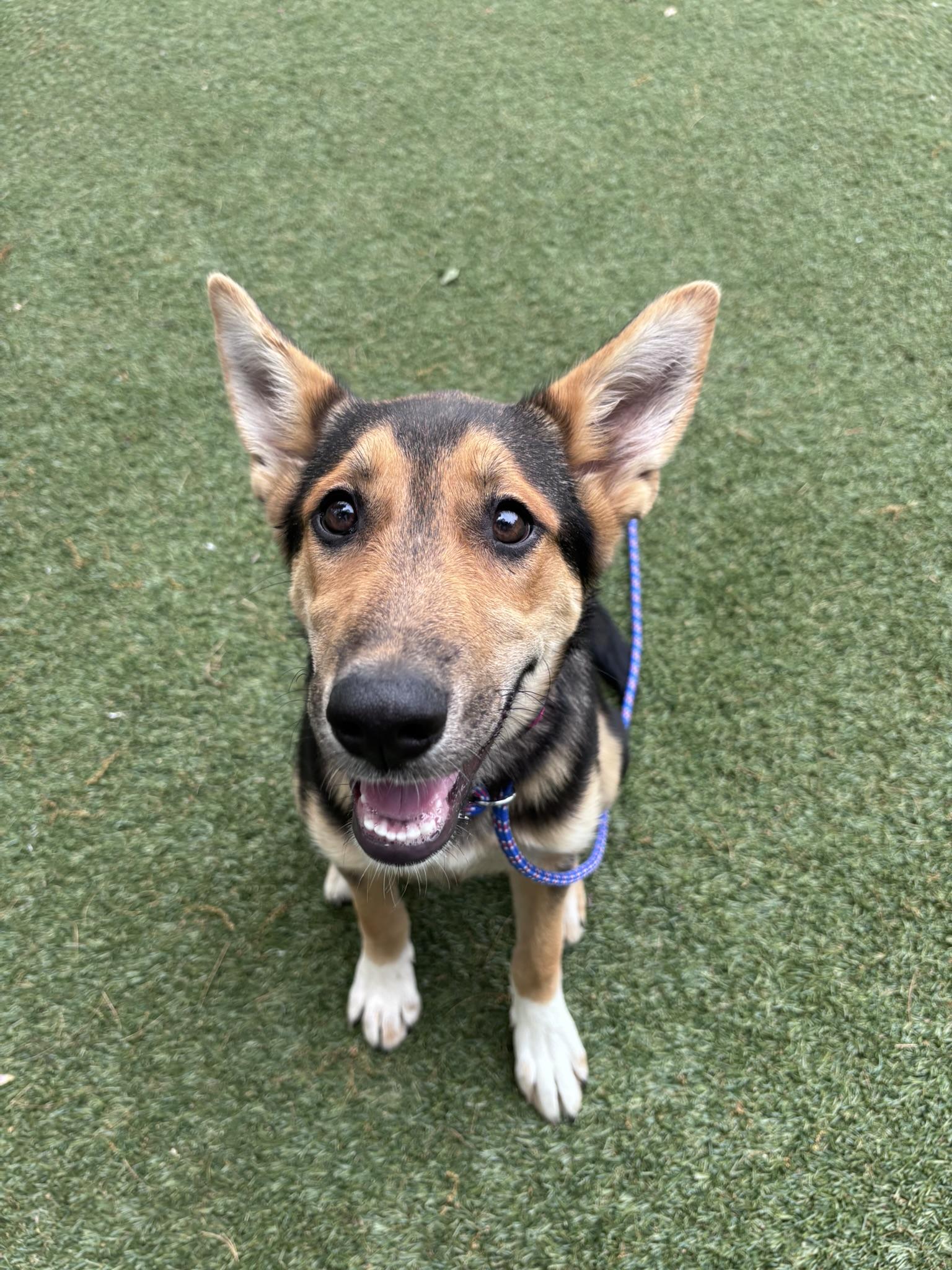 Fluff-a-nutter, a Adoptable mixed breed in Pembroke, MA image 2/5