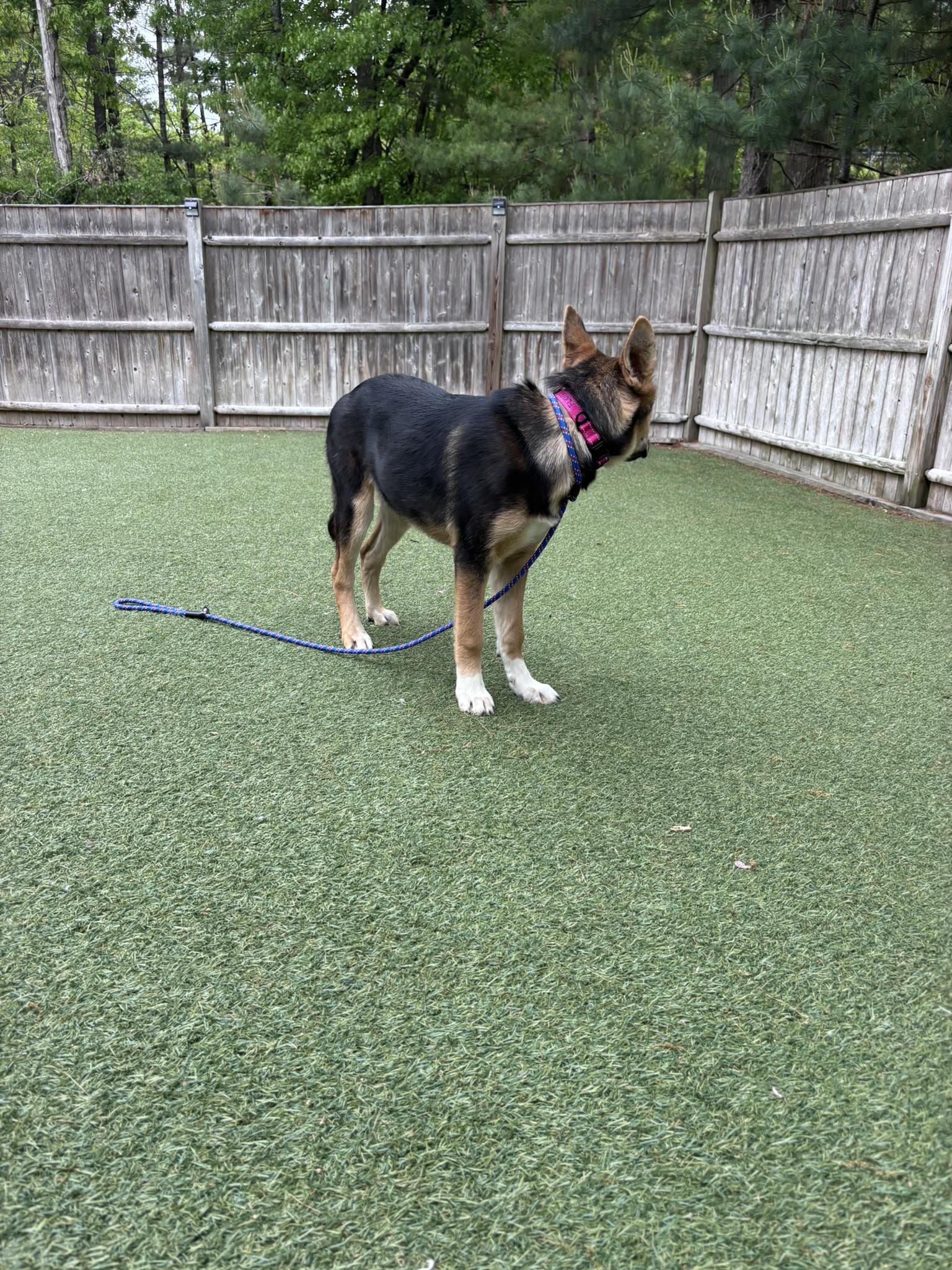Fluff-a-nutter, a Adoptable mixed breed in Pembroke, MA image 5/5