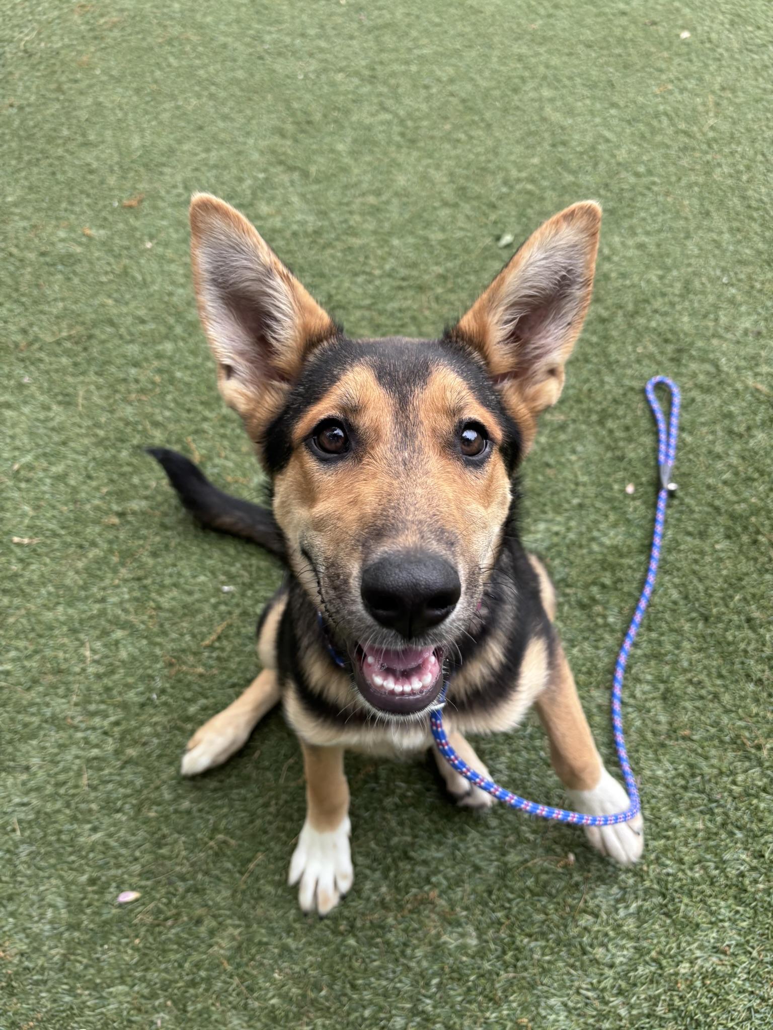 Fluff-a-nutter, a Adoptable mixed breed in Pembroke, MA image 3/5