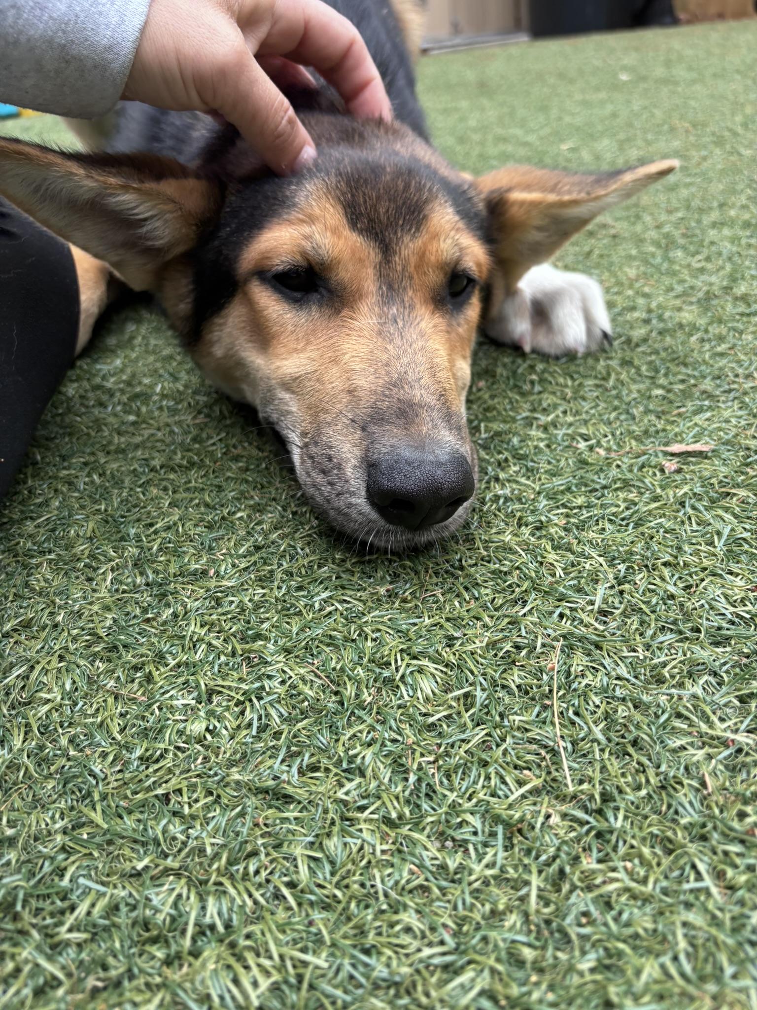 Fluff-a-nutter, a Adoptable mixed breed in Pembroke, MA image 4/5