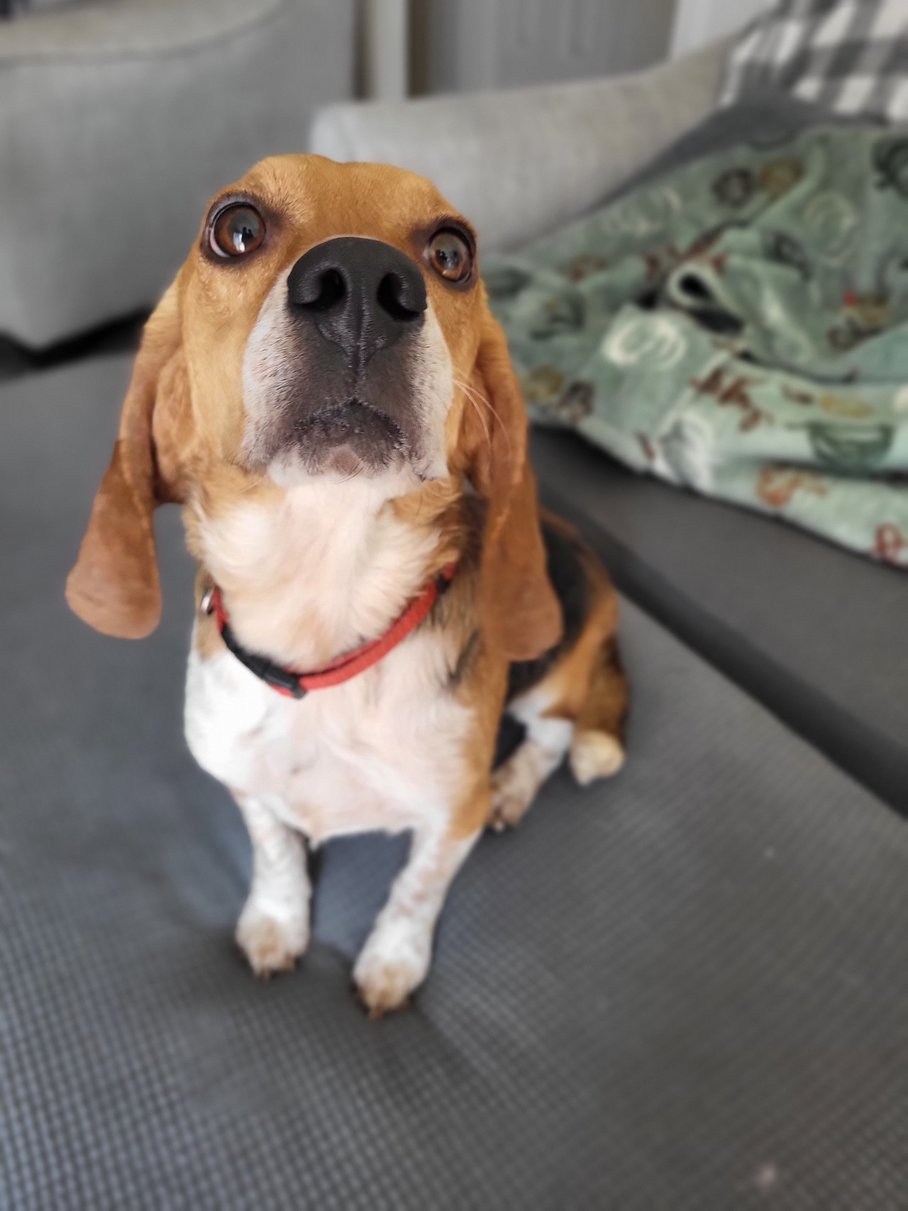 Enlarge Todd, a Adopted Beagle in Lockport, NY image 1/1