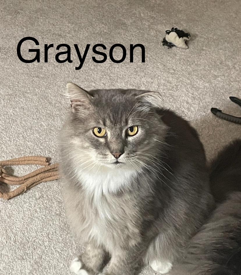 Grayson, a Adopted Domestic Long Hair in Woodbridge, VA image 1/5
