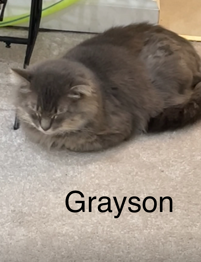 Grayson, a Adopted Domestic Long Hair in Woodbridge, VA image 2/5
