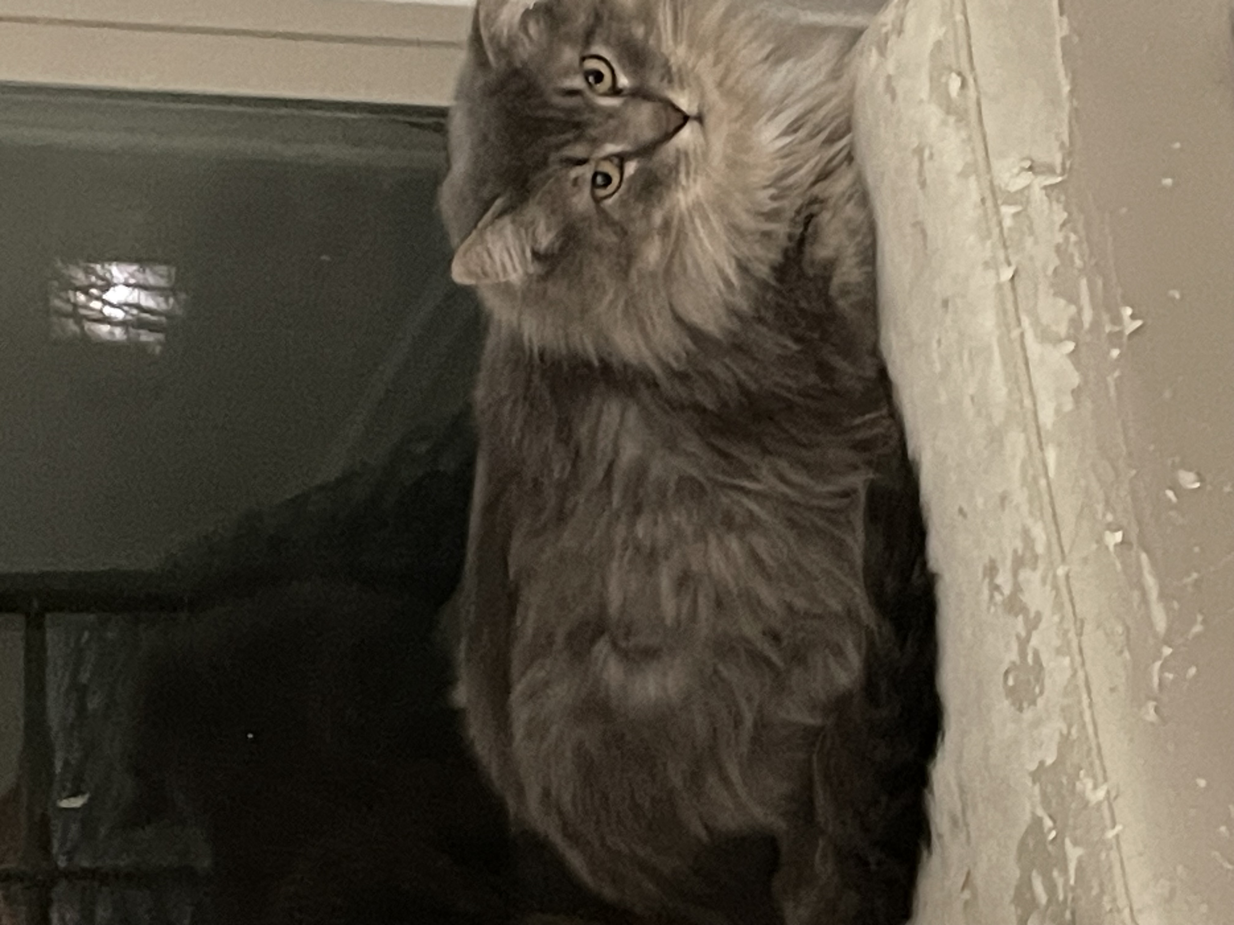 Grayson, a Adopted Domestic Long Hair in Woodbridge, VA image 3/5