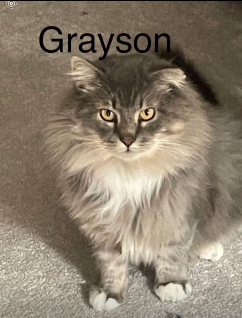 Grayson, a Adopted Domestic Long Hair in Woodbridge, VA image 4/5