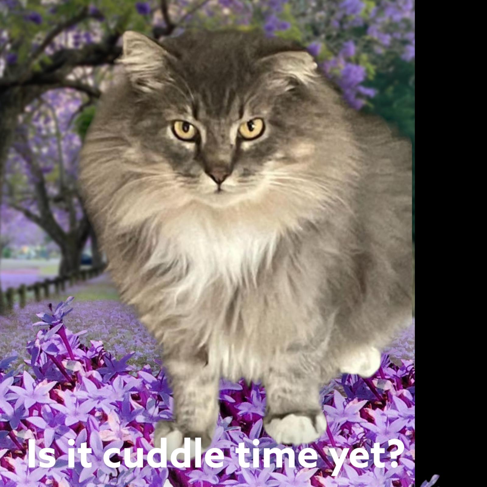 Grayson, a Adopted Domestic Long Hair in Woodbridge, VA image 5/5