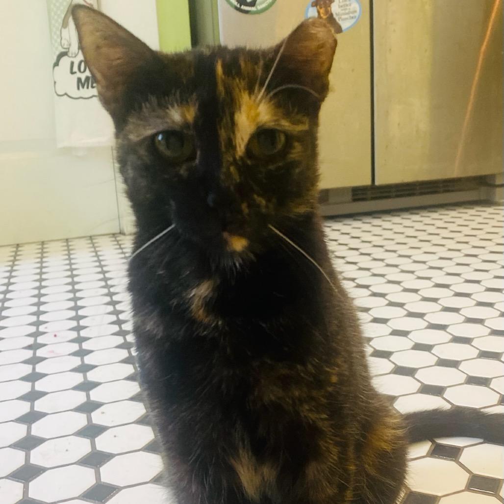 Caramel, Adoptable, Young Female Domestic Short Hair.