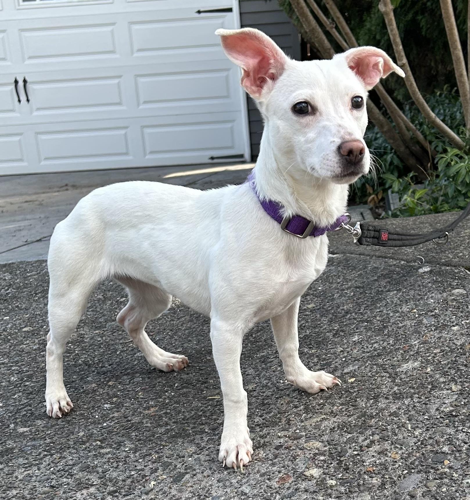 Enlarge Mary Lou, a Adopted mixed breed in Tigard, OR image 5/5