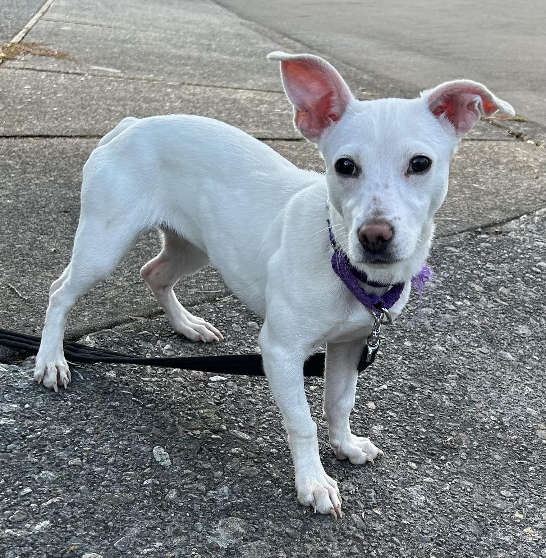 Enlarge Mary Lou, a Adopted mixed breed in Tigard, OR image 2/5