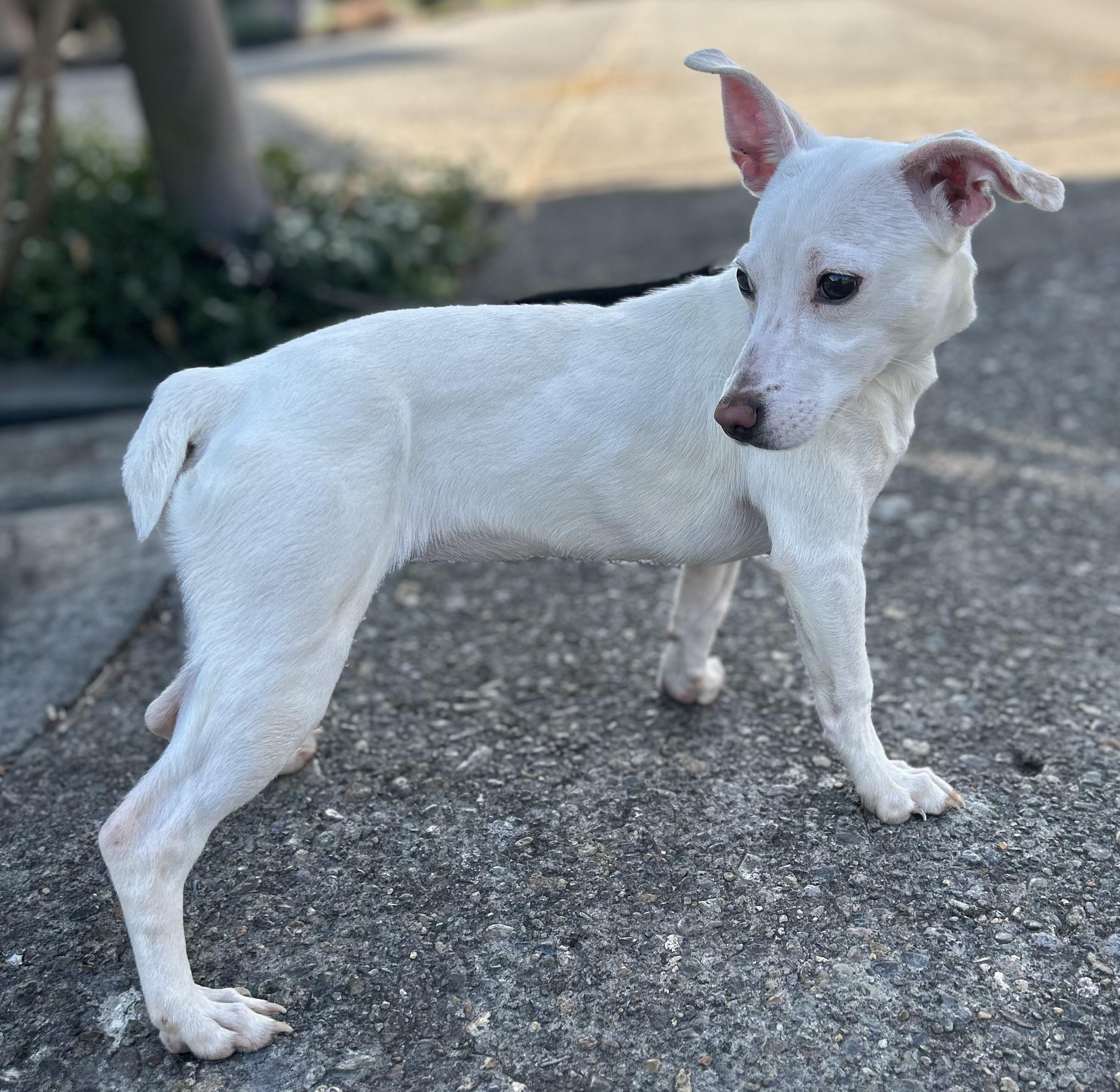 Enlarge Mary Lou, a Adopted mixed breed in Tigard, OR image 3/5
