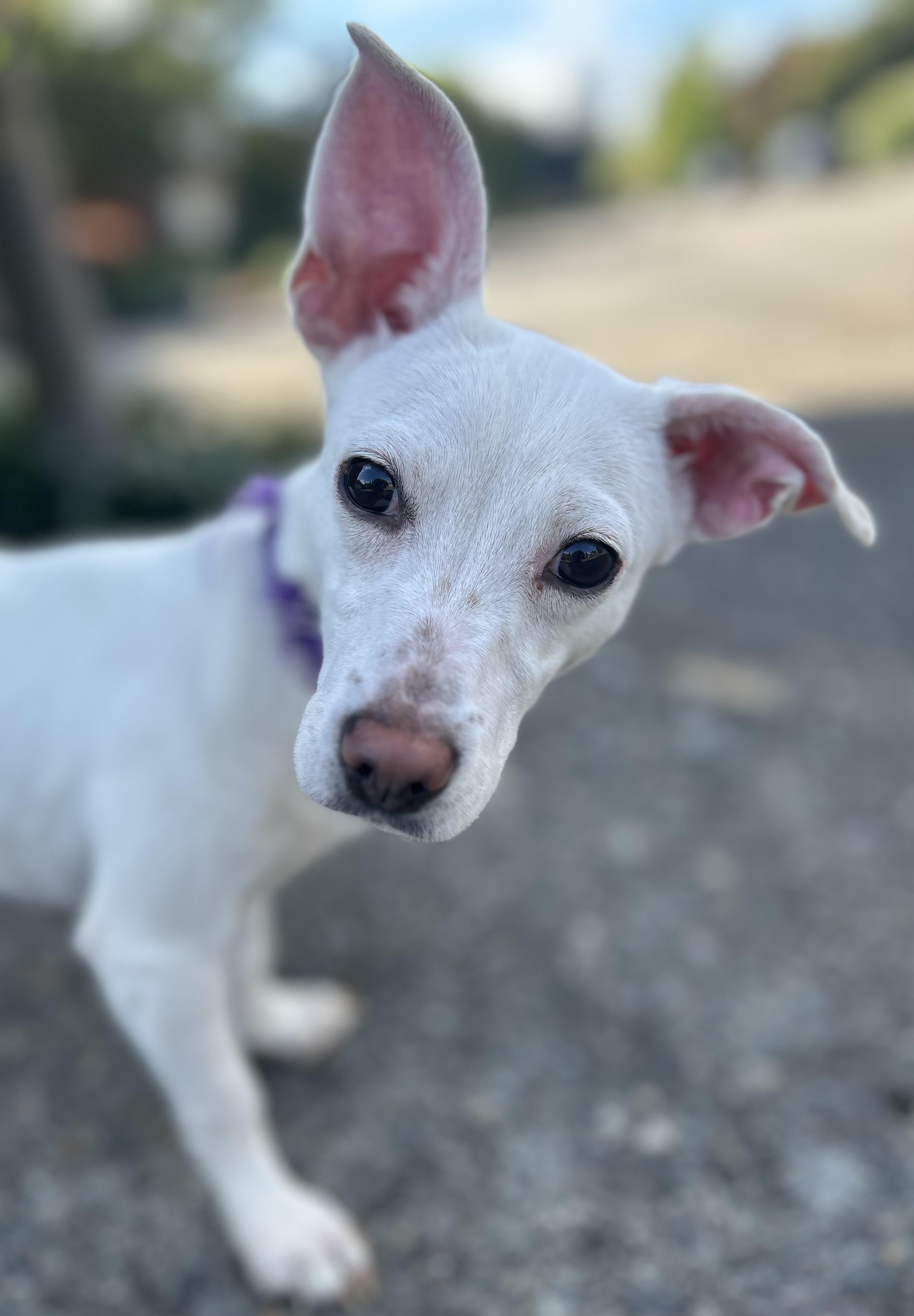 Mary Lou, Adopted, Young Female Chihuahua & Dachshund.