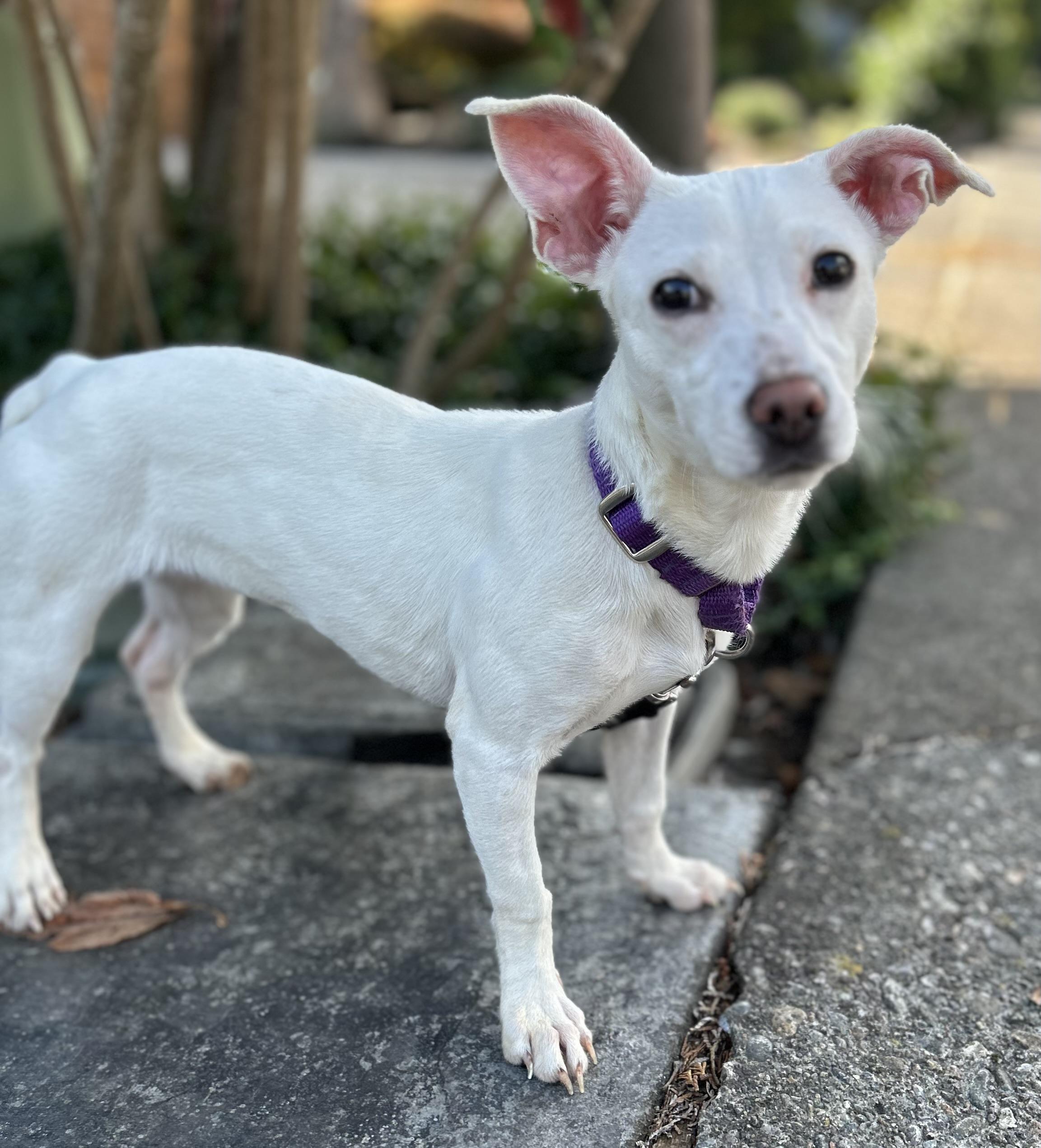 Enlarge Mary Lou, a Adopted mixed breed in Tigard, OR image 4/5