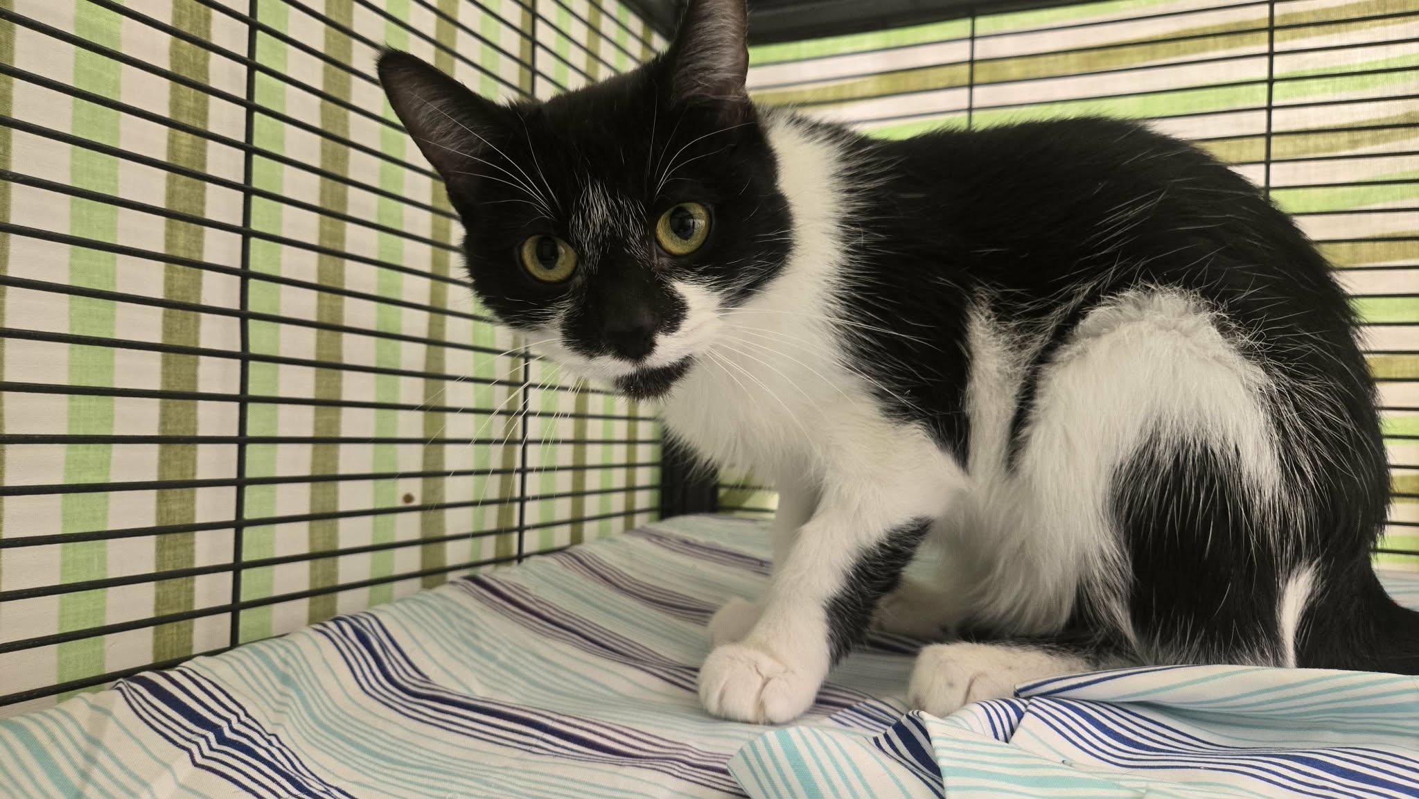 Stringbean, a Adoptable Domestic Short Hair in Martinsville, IN image 1/2