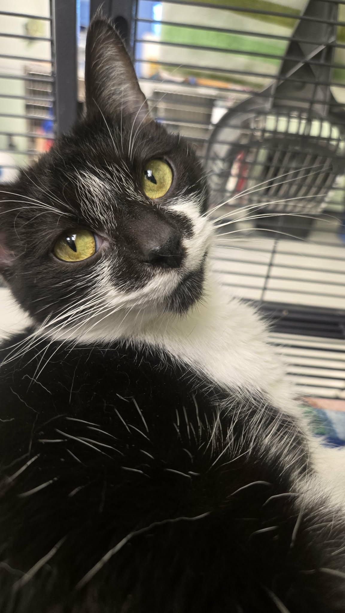 Stringbean, a Adoptable Domestic Short Hair in Martinsville, IN image 2/2