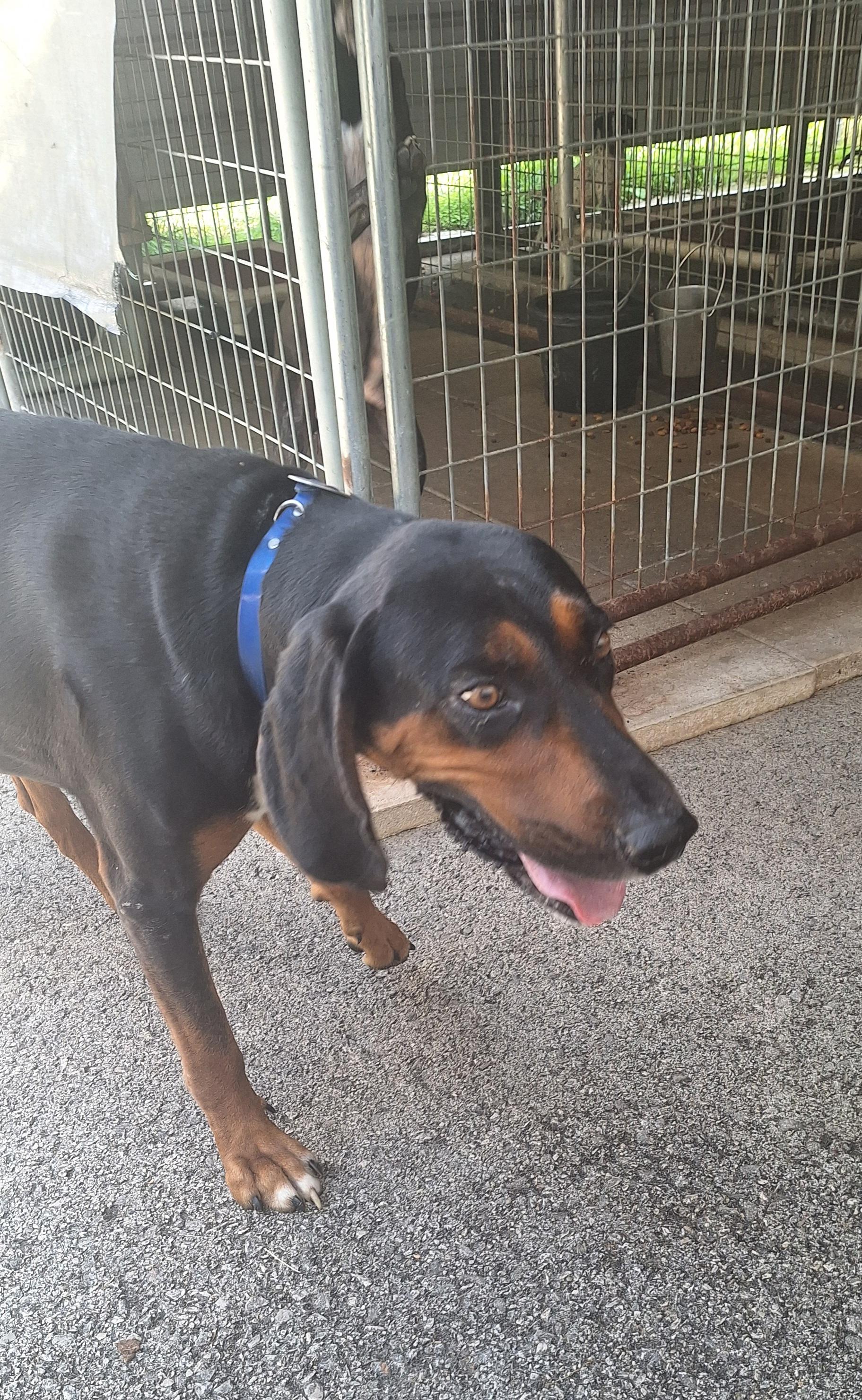 Enlarge Tanner, a Adoptable Black and Tan Coonhound in Stanton, KY image 3/6