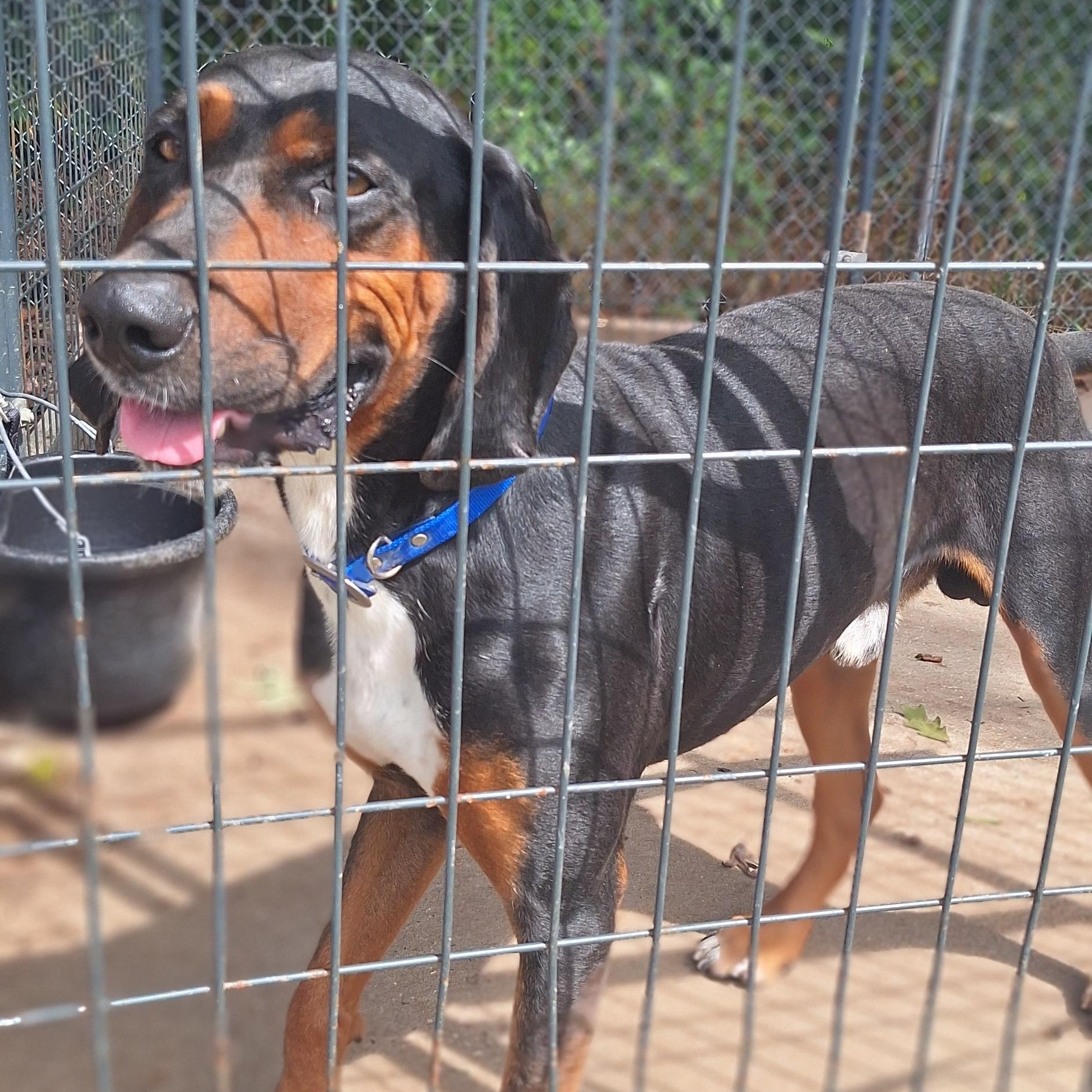 Enlarge Tanner, a Adoptable Black and Tan Coonhound in Stanton, KY image 5/6