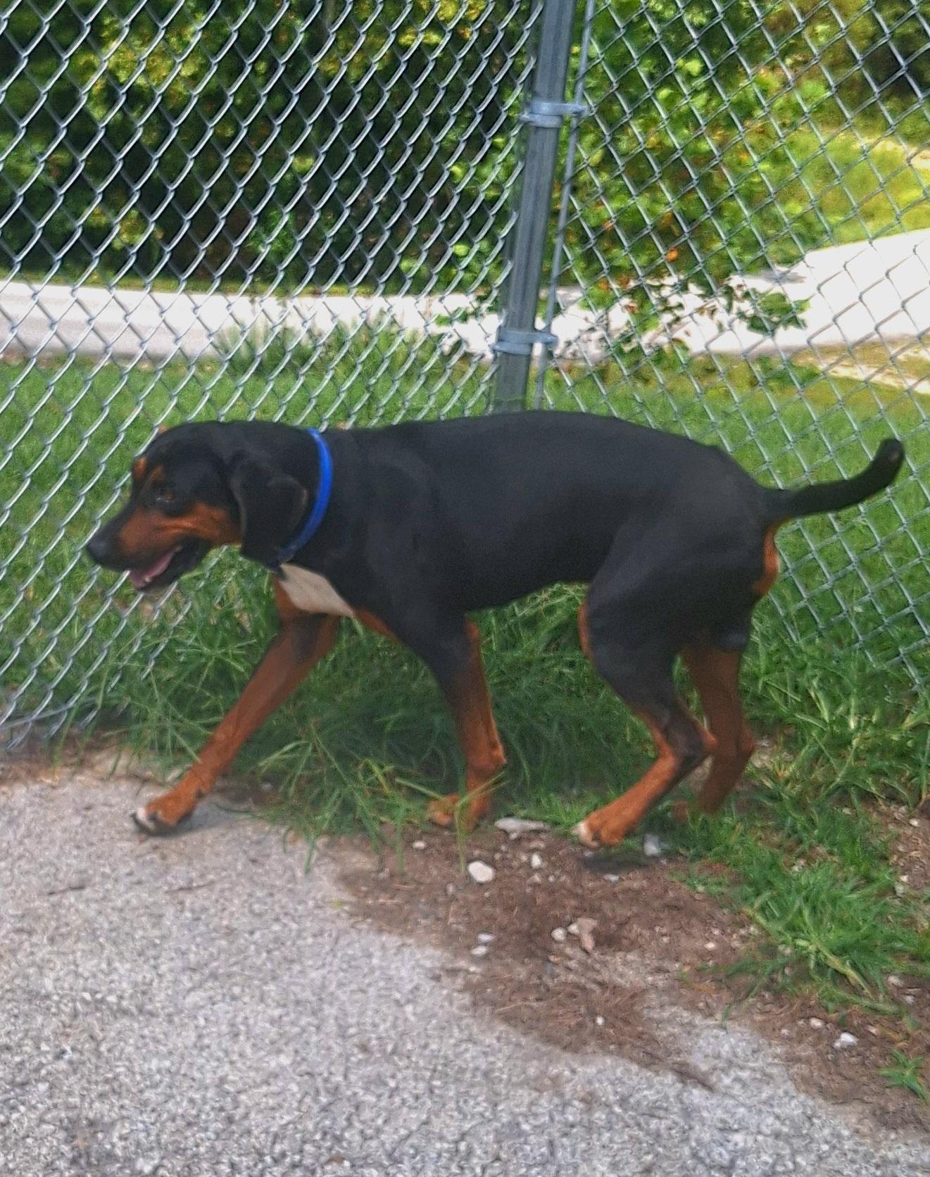 Enlarge Tanner, a Adoptable Black and Tan Coonhound in Stanton, KY image 2/6