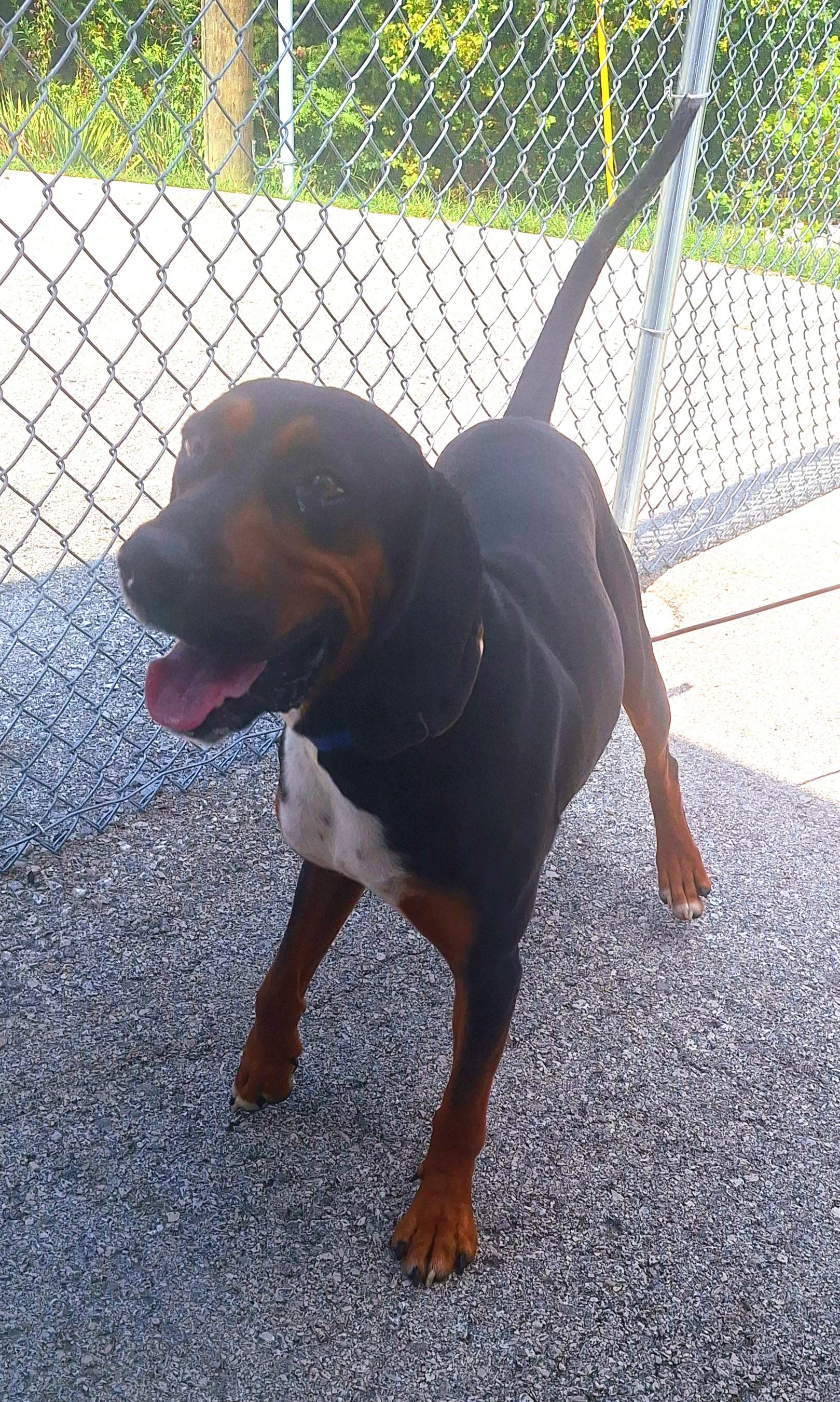 Enlarge Tanner, a Adoptable Black and Tan Coonhound in Stanton, KY image 6/6