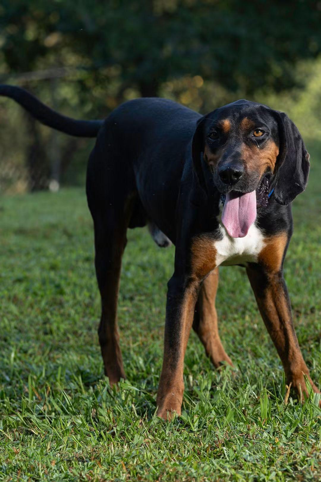 Tanner, Adoptable, Adult Male Black and Tan Coonhound.