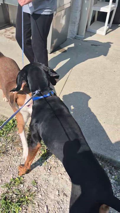 Enlarge Tanner, a Adoptable Black and Tan Coonhound in Stanton, KY video 4/6