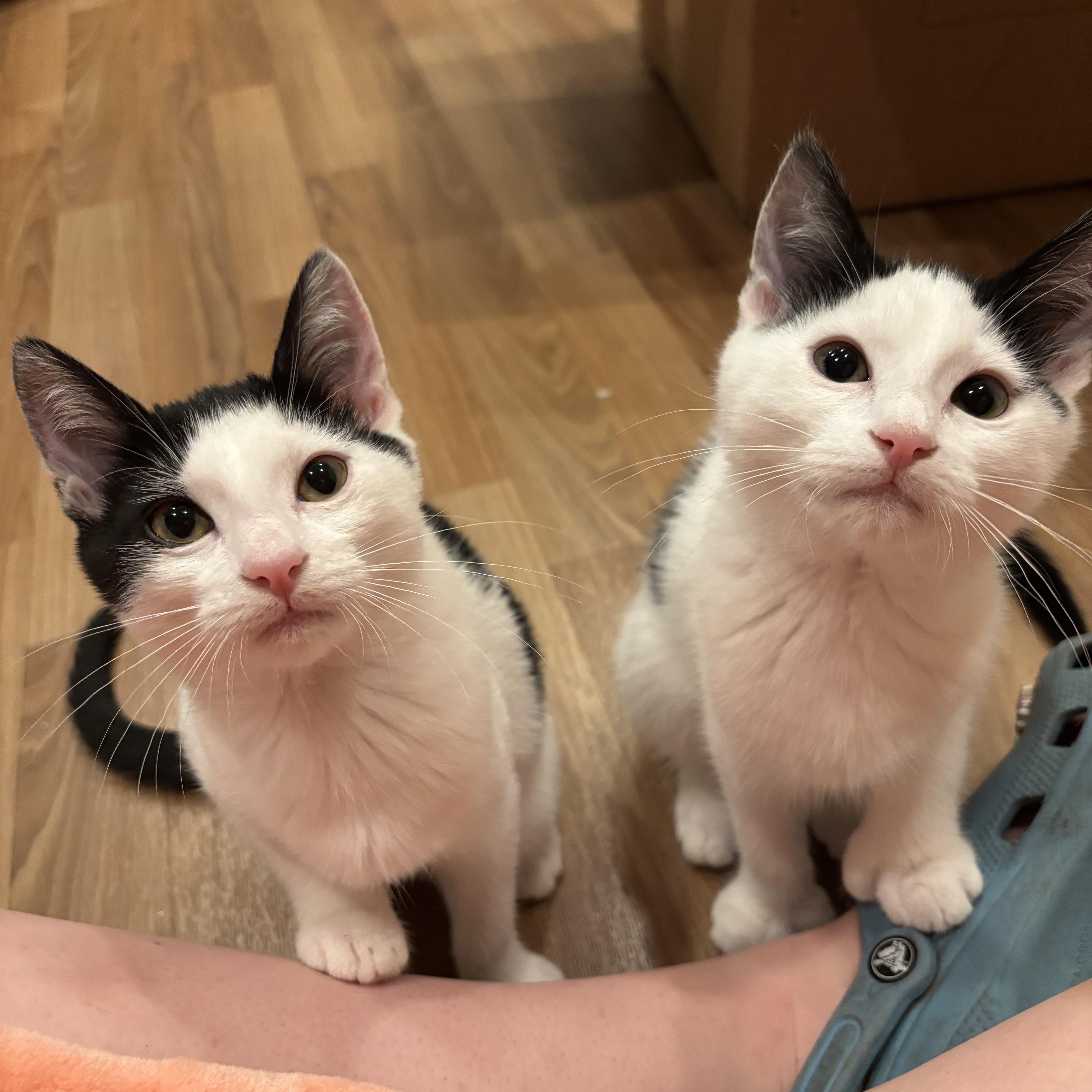 Cow - AUGUST ADOPTION SPECIAL