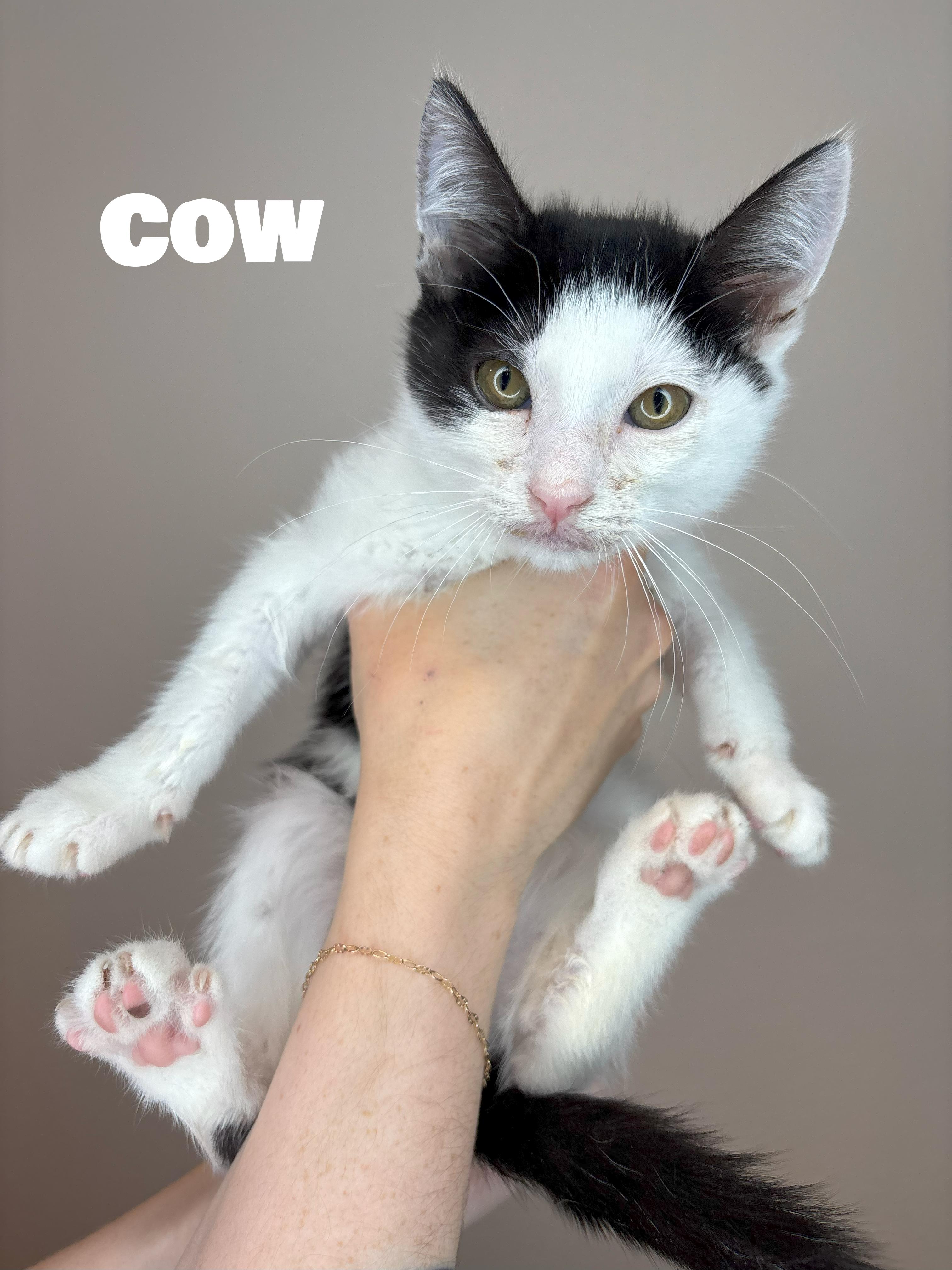 Cow - AUGUST ADOPTION SPECIAL