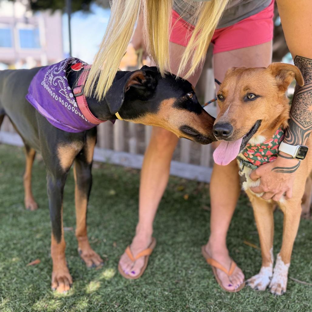 Enlarge Abercrombie, a Adoptable mixed breed in Los Angeles, CA image 1/6