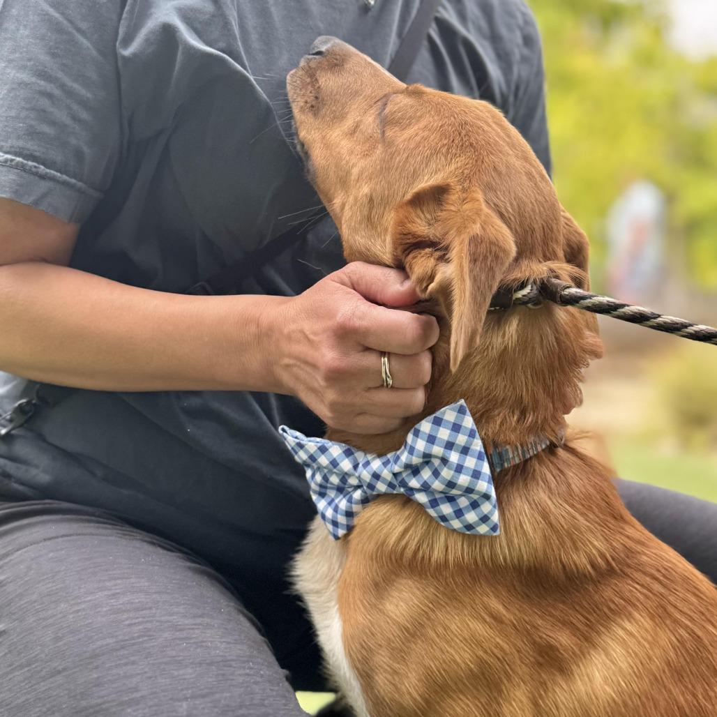 Enlarge Abercrombie, a Adoptable mixed breed in Los Angeles, CA image 2/6