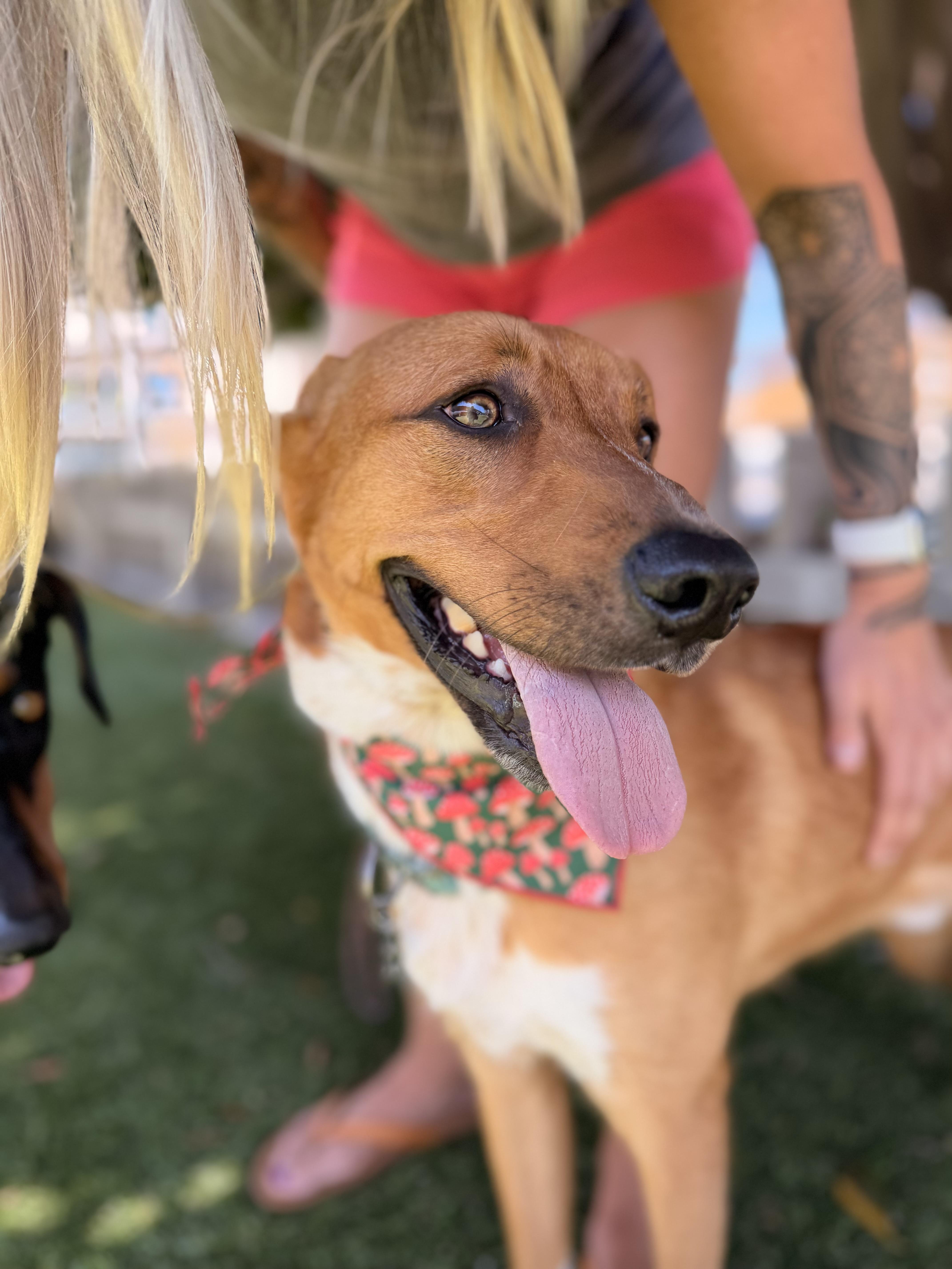 Enlarge Abercrombie, a Adoptable mixed breed in Los Angeles, CA image 3/6