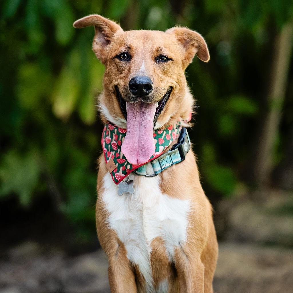 Enlarge Abercrombie, a Adoptable mixed breed in Los Angeles, CA image 3/6