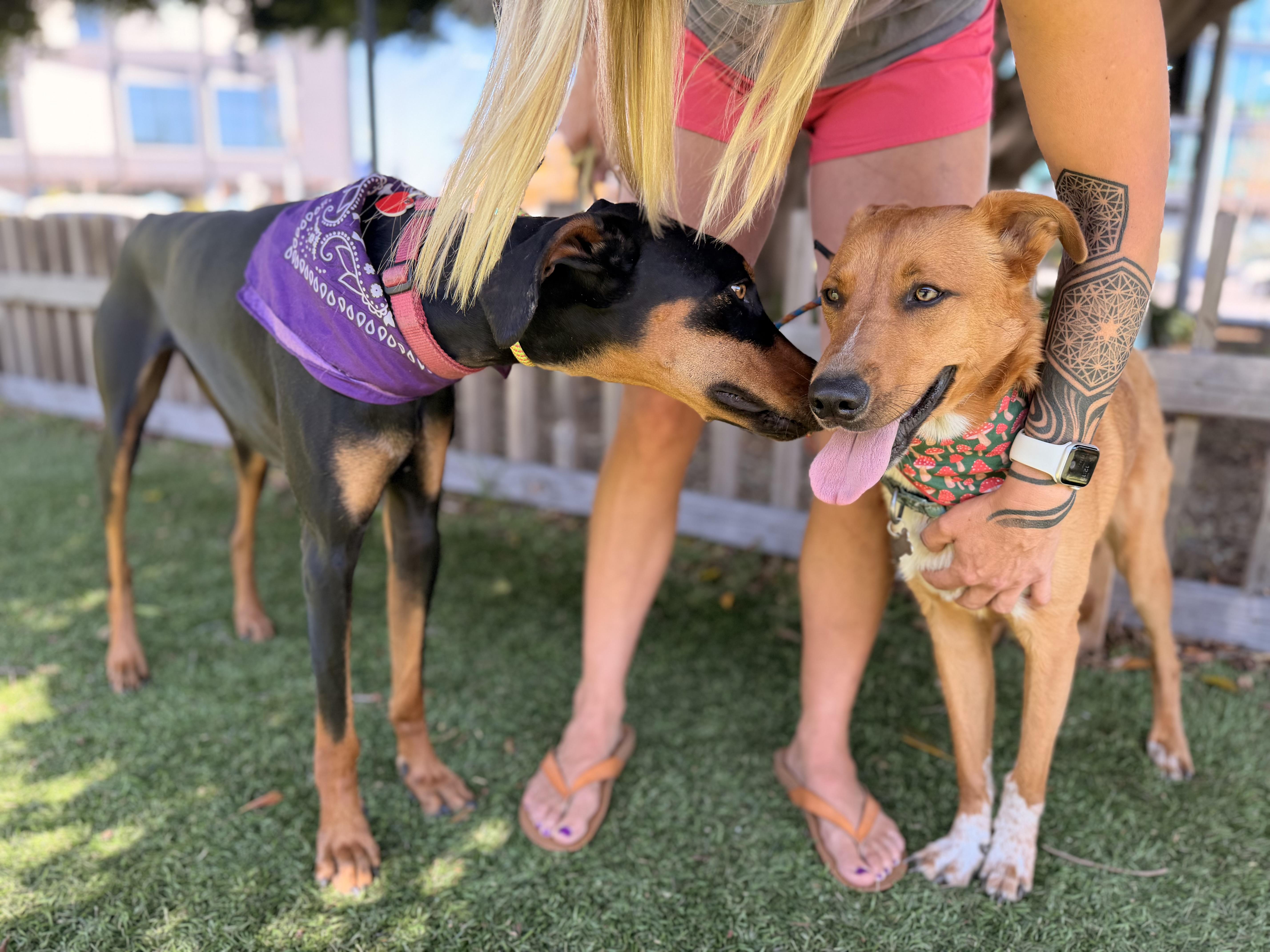 Enlarge Abercrombie, a Adoptable mixed breed in Los Angeles, CA image 2/6