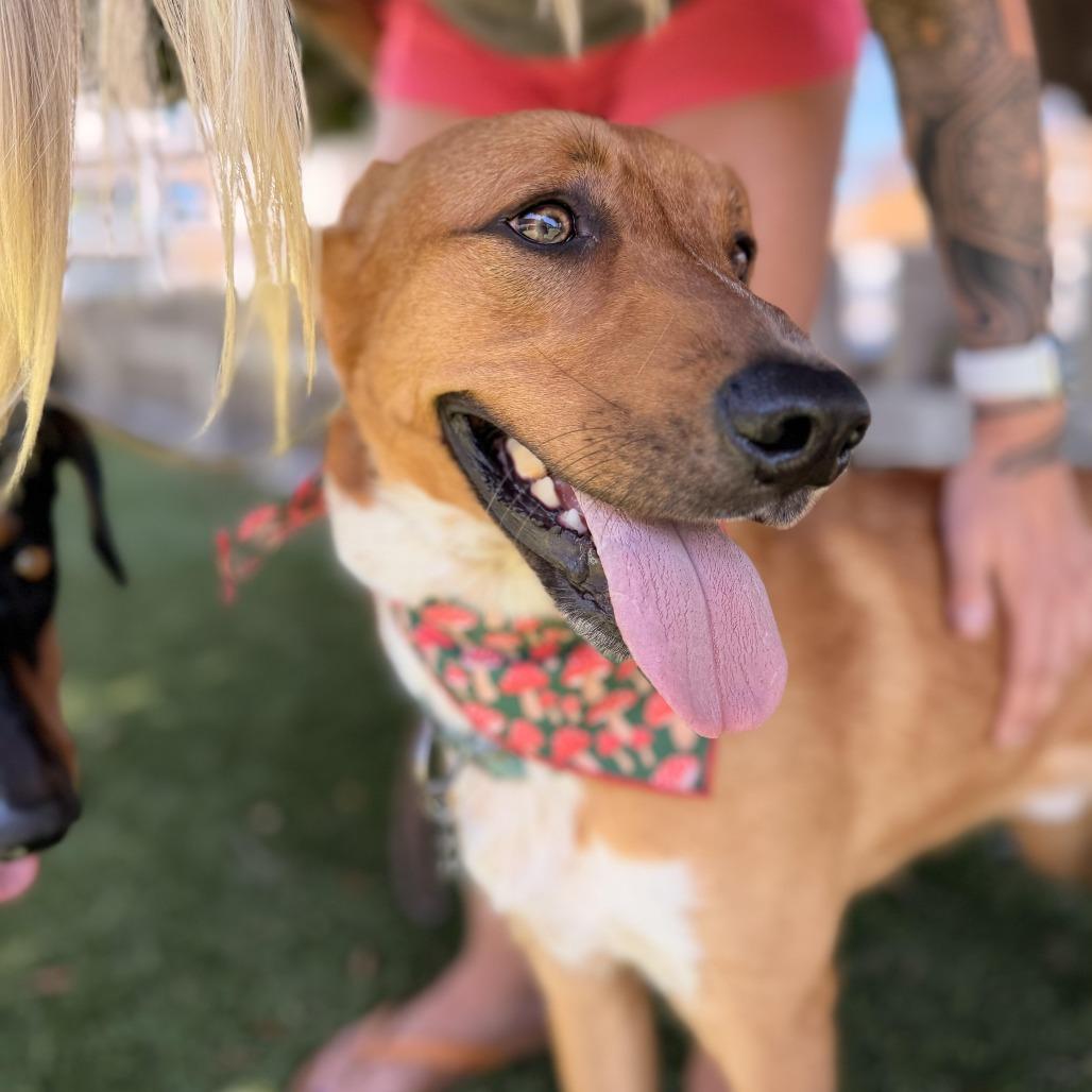 Enlarge Abercrombie, a Adoptable mixed breed in Los Angeles, CA image 4/6