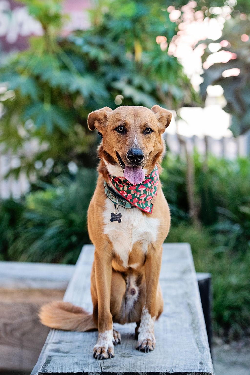 Enlarge Abercrombie, a Adoptable mixed breed in Los Angeles, CA image 6/6