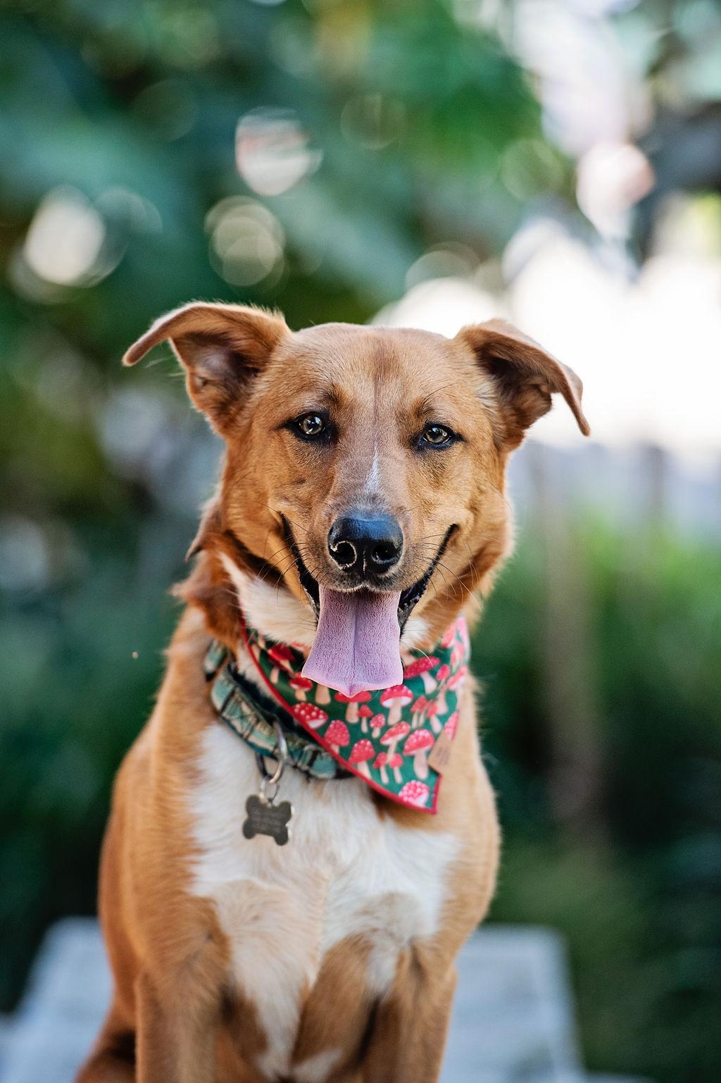 Enlarge Abercrombie, a Adoptable mixed breed in Los Angeles, CA image 1/6