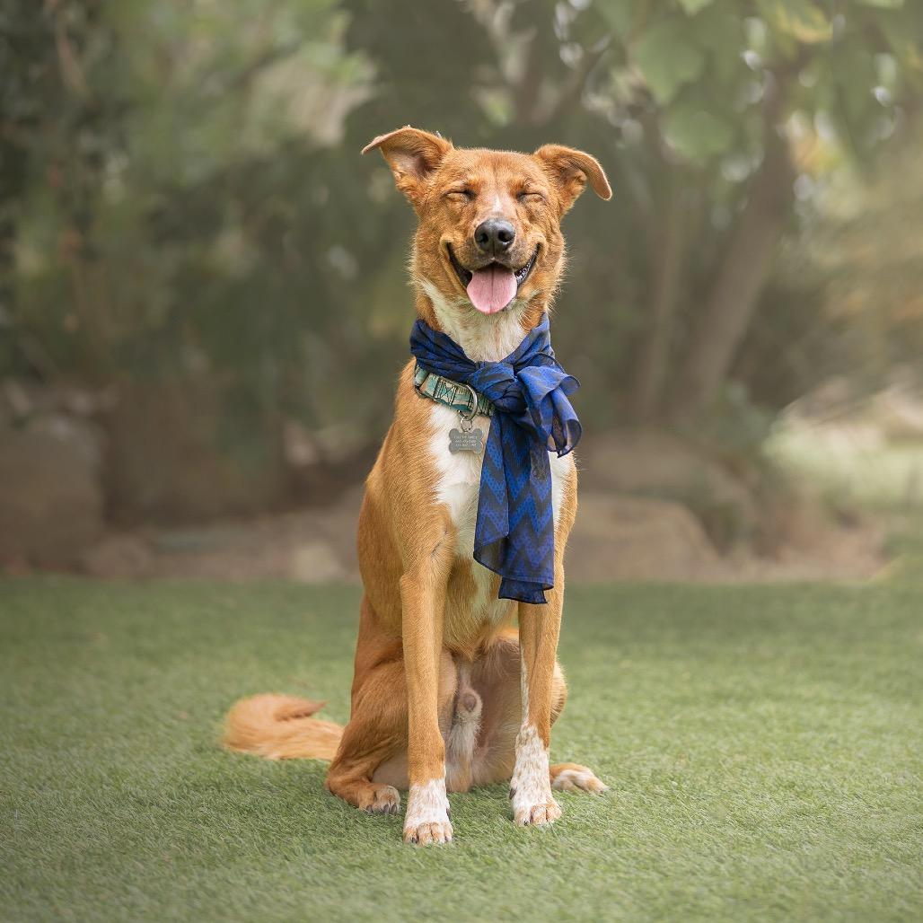 Enlarge Abercrombie, a Adoptable mixed breed in Los Angeles, CA image 4/6