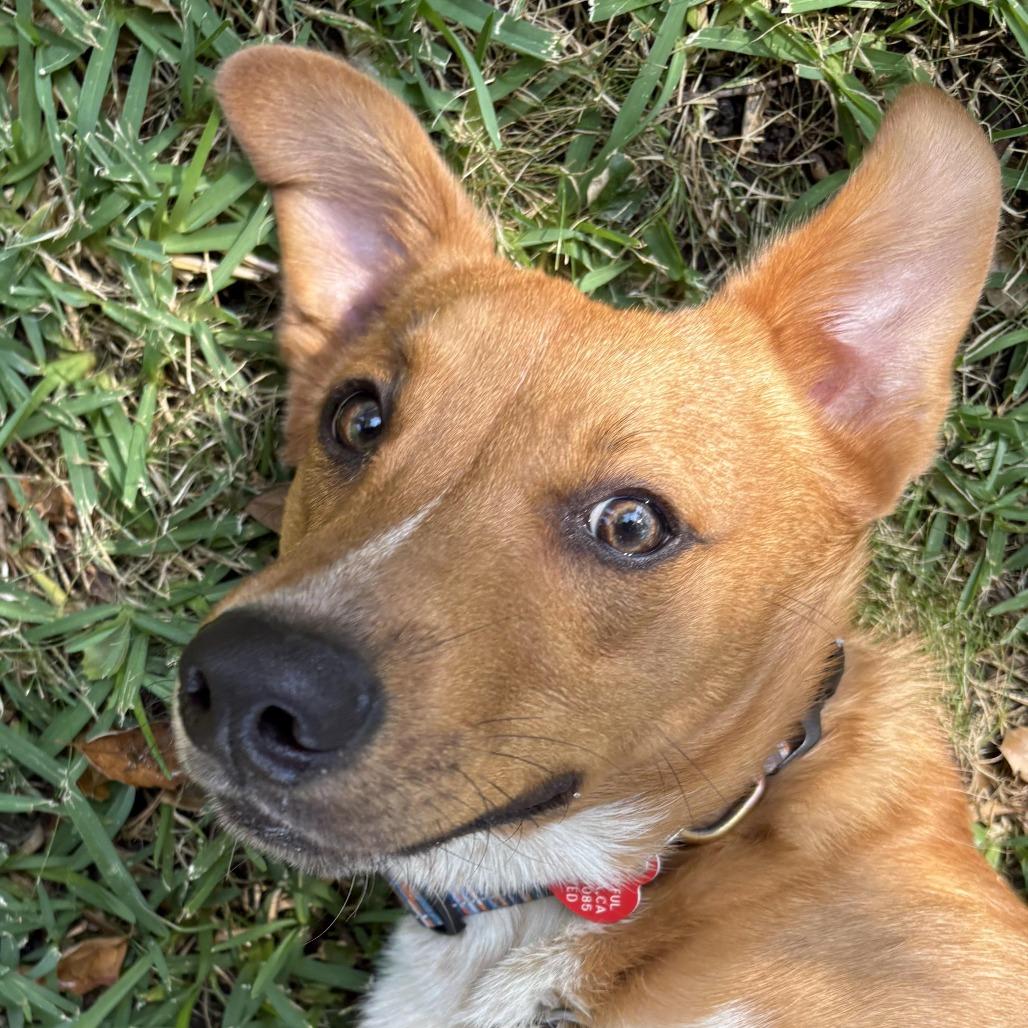 Abercrombie, Adoptable, Adult Male Collie.