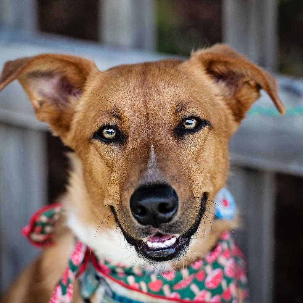 Enlarge Abercrombie, a Adoptable mixed breed in Los Angeles, CA image 5/6