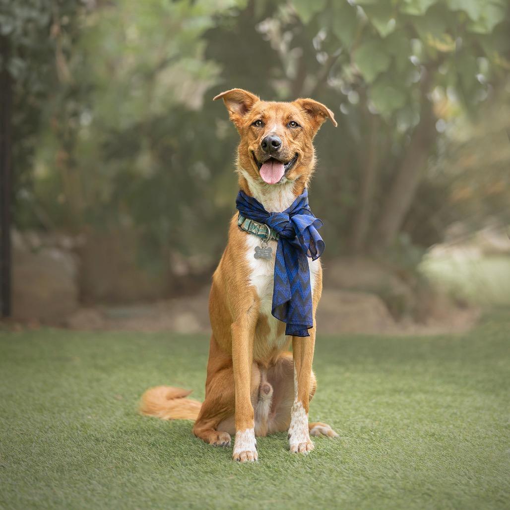 Enlarge Abercrombie, a Adoptable mixed breed in Los Angeles, CA image 5/6