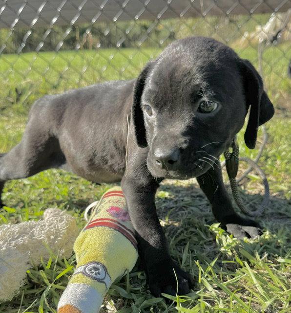 Dusty, Adoptable, Puppy Female American Bulldog.