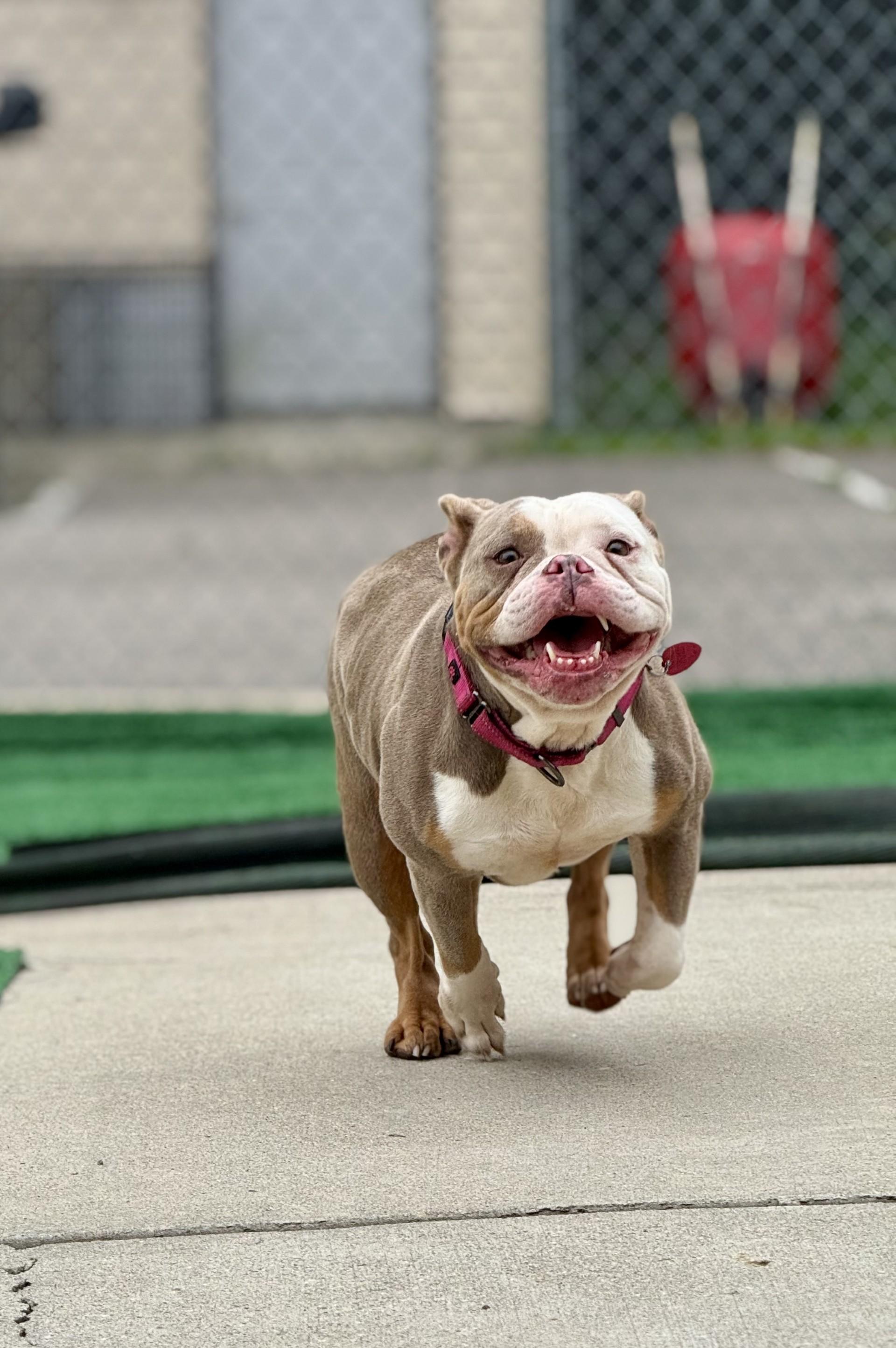 Feta, a ADOPTABLE English Bulldog in Ashland, VA image 2/3