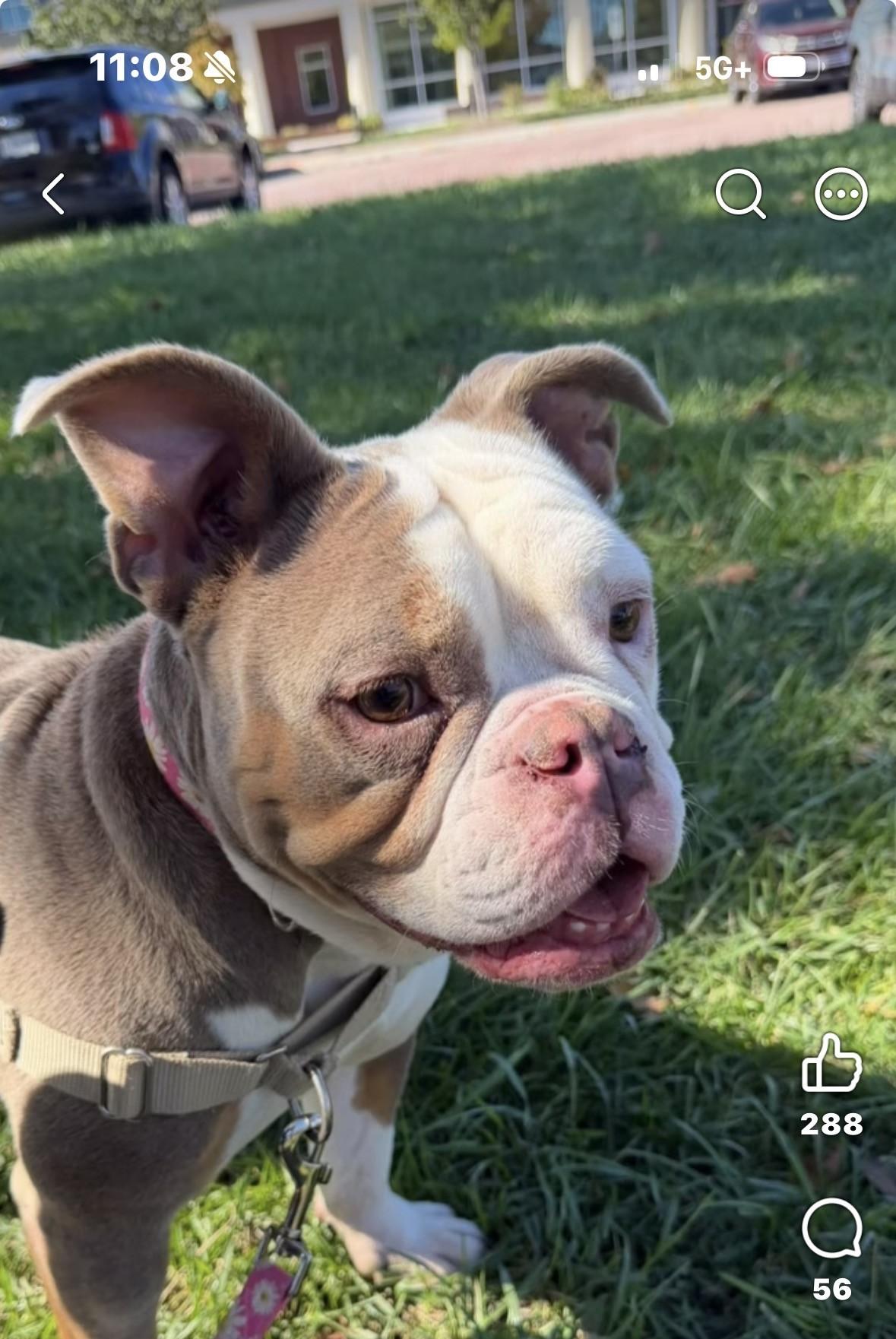 Enlarge Feta, a Adoptable English Bulldog in Ashland, VA image 4/4