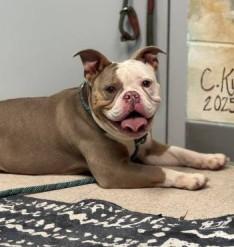 Feta, a ADOPTABLE English Bulldog in Ashland, VA image 3/3